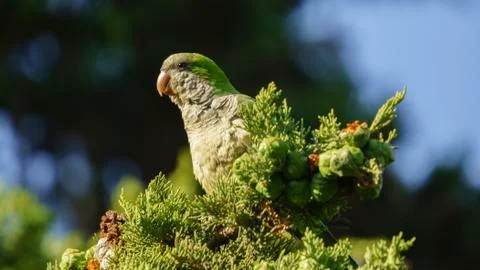 Monk Parakeet Perched on a Tree Stock Photos