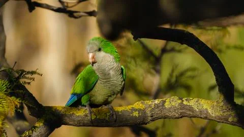 Monk Parakeet Perched on a Tree Stock Photos