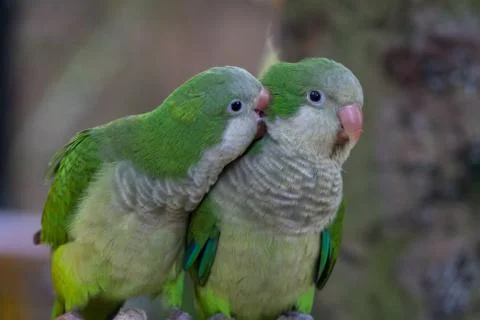 The monk parakeet Stock Photos