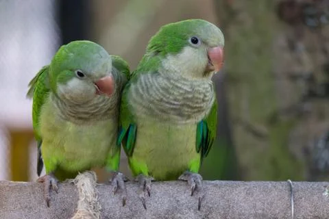 The monk parakeet Stock Photos