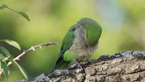 Monk parakeet preens fluff up out chest feathers on tree branch in forest 스톡 동영상 242146463