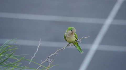 Monk Parakeet Resting on Bare Branch, Gran Canaria Vídeo Stock 344460427