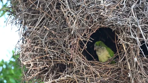 Monk parakeet resting In nest 스톡 동영상 335004783