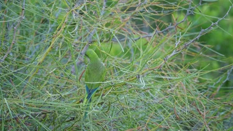 Monk Parakeet Resting in Pine-Like Foliage, Gran Canaria Vídeo Stock 344460048