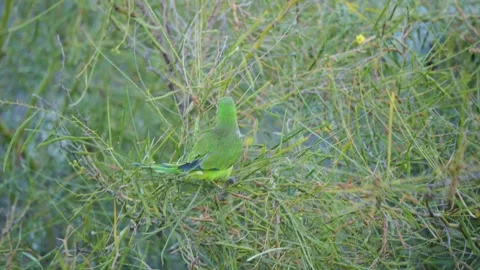 Monk Parakeet Resting in Tangled Branches, Gran Canaria Vídeo Stock 344461530