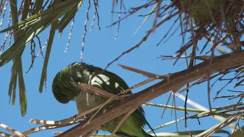 Monk parakeet scratching his head in a tree, blue sky in the background, Stock Footage 278658807