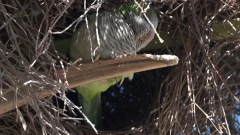 Monk parakeet sitting in a dry tree looking around and in the camera, 库存影片 278866177