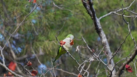 Monk Parakeet Sitting on Tree Branch Surrounded by Green Foliage Stock Footage 281183896