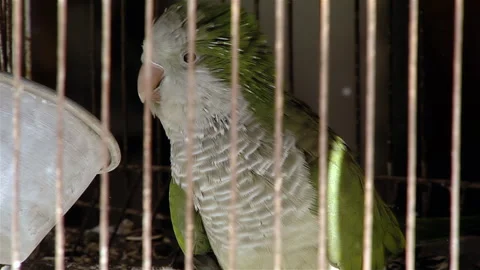 Monk Parakeet Trapped Inside Rusted Wire Cage in Dim Environment - 4K Stockbeeldmateriaal 279119912
