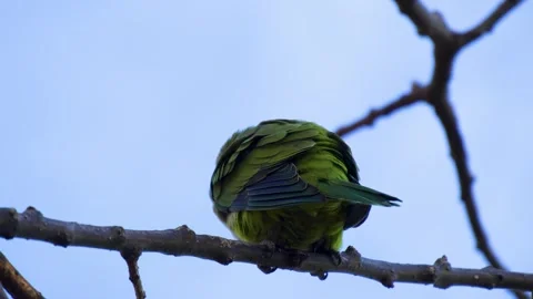 Monk Parakeet on a tree branch in Parc Guell, Bacelona Spain. Perching Stock Footage 250009609