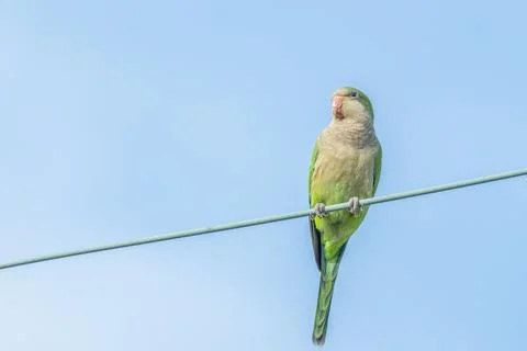 Monk Parakeet on the Wire Stock Photos
