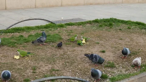 Monk Parakeets and Pigeons Foraging Together on Urban Grass Видео 344014046