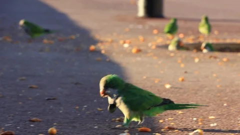Monk Parakeets in Barcelona, Spain Stock Footage 119766048