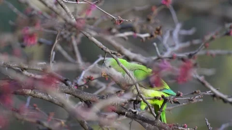 Monk Parakeets Climbing Tree Branch with Red Buds Stock Footage 278729305