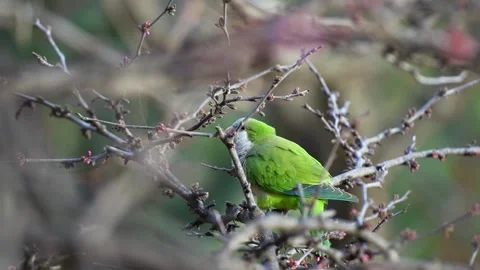 Monk Parakeets Climbing Tree Branch with Red Buds 動画素材 281184009