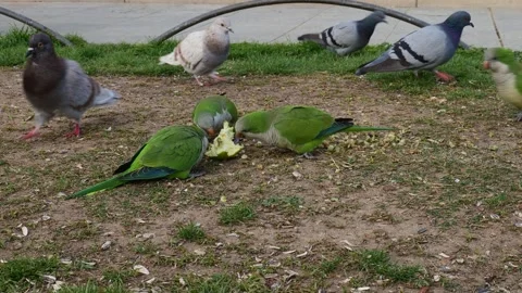 Monk Parakeets Feeding Among Pigeons in Urban Green Space Видео 344014809