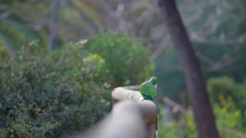 Monk Parakeets Flying Away from Railing Stock Footage 280903635