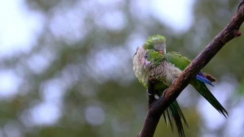 Monk Parakeets grooming while perched on a tree on a rainy day. Animal 動画素材 229222877
