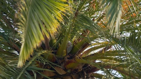 Monk Parakeets (Myiopsitta monachus) Cuddling in Palm Tree Canopy 動画素材 280903583