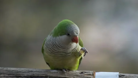 Monk Parakeets (Myiopsitta monachus) Feeding on Apple Close-Up 動画素材 280903654