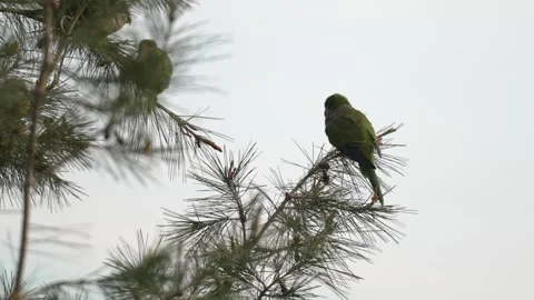 Monk Parakeets (Myiopsitta monachus) Feeding on Larch Branch 스톡 동영상 281183994