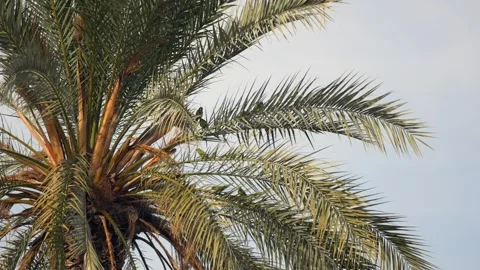 Monk Parakeets (Myiopsitta monachus) Sitting on Palm Leaves 動画素材 280903538