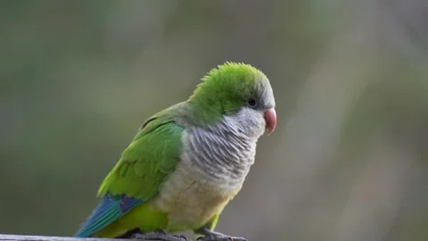 Monk Parakeets (Myiopsitta monachus) Sitting on Railing 動画素材 281184028