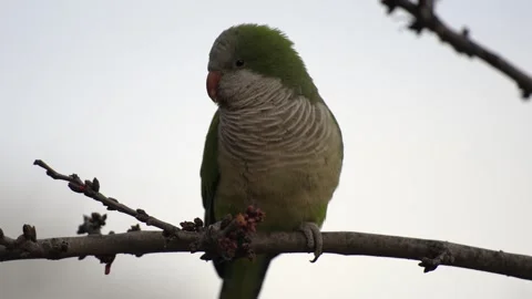 Monk Parakeets (Myiopsitta monachus) Sitting on Branch 動画素材 281184059