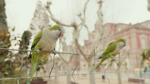 Monk Parakeets Perched on a Fence 動画素材 318741433