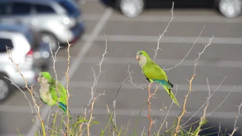 Monk Parakeets Preening on Branch, Gran Canaria Parking Lot Видео 344459880