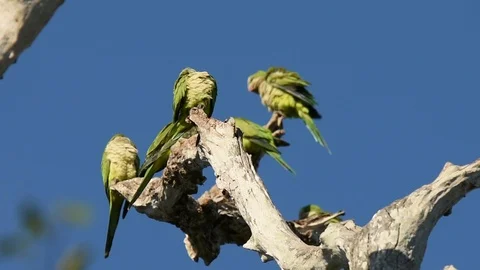 Monk Parakeets preening Stockbeeldmateriaal 88545059