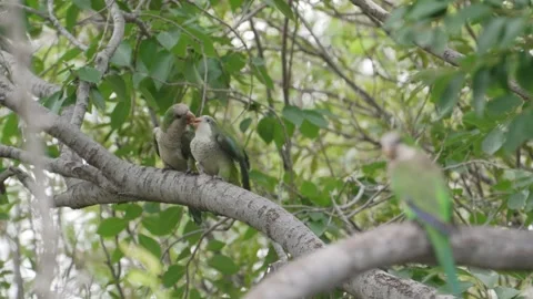 Monk Parakeets Preening Together on Tree Branch with Third Bird in Foreground Stock Footage 337950434