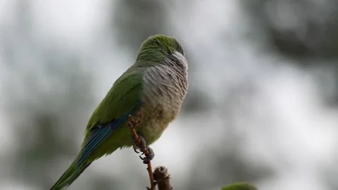 Monk Parakeets Resting on a Branch and Looking Around Stock Footage 278729402