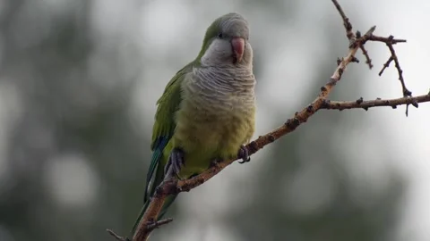 Monk Parakeets Resting on a Branch and Looking Around 스톡 동영상 281184080