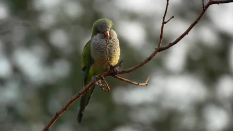 Monk Parakeets Resting on a Branch with Blurred Background 動画素材 278723950