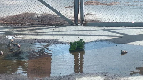 Monk parakeets with sparrows and doves bathing in city street water puddle 4K Stock Footage 327899702