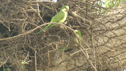 Monk Quaker Parakeet Parakeets Nesting Nest Building with Sticks Chatter Sound 스톡 동영상 133516848