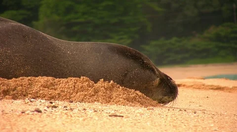 Monk Sea Opens Eye close up Stock Footage 2309147