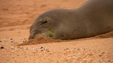 Monk Seal buries its muzzle in the sand Stock Footage 2308587