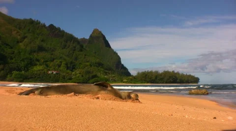 Monk Seal on face rub Stock Footage 2313171