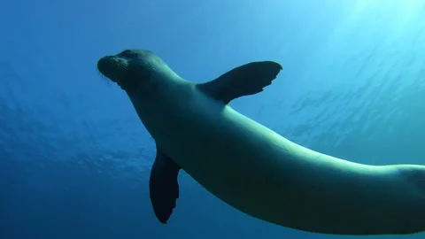 Monk Seal Stock Footage