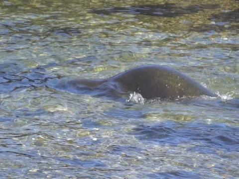 Monk seal going out on reef in water Stock Footage 80977446