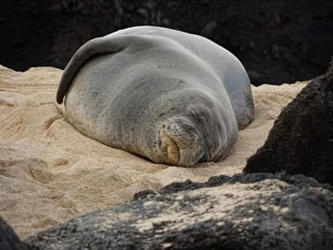 Monk seal Foto stock