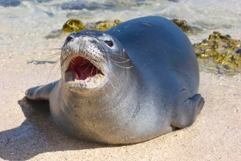 Monk Seal 库存照片
