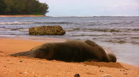 Monk Seal puts flipper over face Stock Footage 2309138