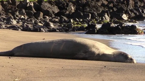 Monk Seal Resting on Beach Vídeos de archivo 70817441