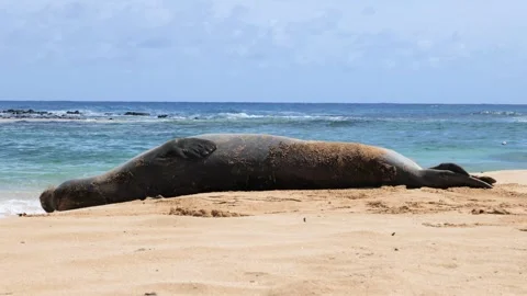 Monk seal resting on a beach Stock Footage 342192013