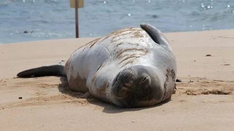 Monk seal resting on its back on a beach 스톡 동영상 342191998