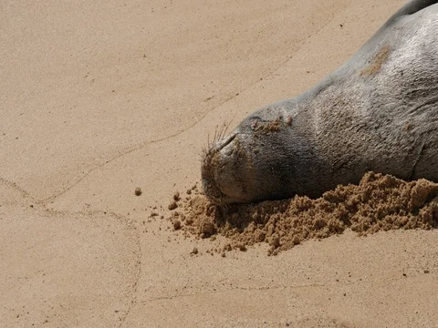 Monk Seal resting in surf line Stock Footage 80395127