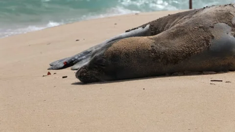 Monk Seal sleeping on a beach 스톡 동영상 342191961